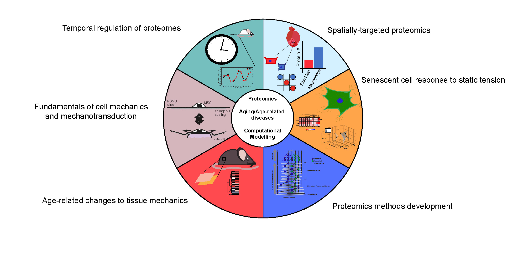 Proteomics, ageing and mechanotransduction